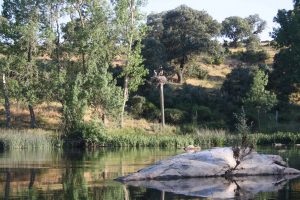 Avistamiento de aves en el Balneario de Ledesma