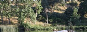 Avistamiento de aves en el Balneario de Ledesma